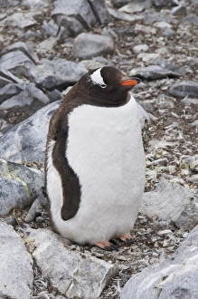 Images Dated 21st February 2009: Gentoo penguin, Cuverville Island, Antarctic Peninsula, Antarctica, Polar Regions