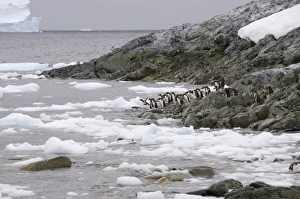 Images Dated 21st February 2009: Gentoo penguin, Cuverville Island, Antarctic Peninsula, Antarctica, Polar Regions