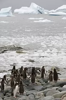 Images Dated 21st February 2009: Gentoo penguin, Cuverville Island, Antarctic Peninsula, Antarctica, Polar Regions