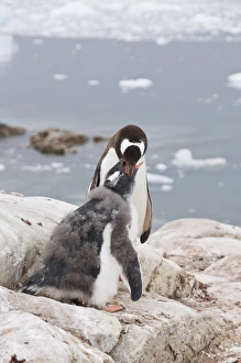 Images Dated 21st February 2009: Gentoo penguin feeding chick, Neko Harbour, Antarctic Peninsula, Antarctica