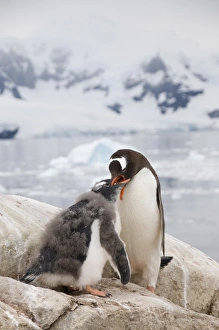 Images Dated 21st February 2009: Gentoo penguin feeding chick, Neko Harbour, Antarctic Peninsula, Antarctica