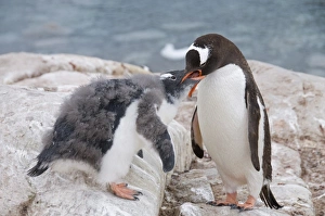 Images Dated 21st February 2009: Gentoo penguin feeding chick, Neko Harbour, Antarctic Peninsula, Antarctica