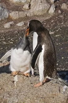 Images Dated 20th February 2009: Gentoo penguin feeding large chick, Gourdin Island, Antarctic Peninsula