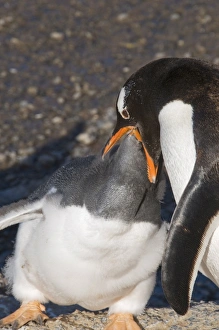 Images Dated 20th February 2009: Gentoo penguin feeding large chick, Gourdin Island, Antarctic Peninsula