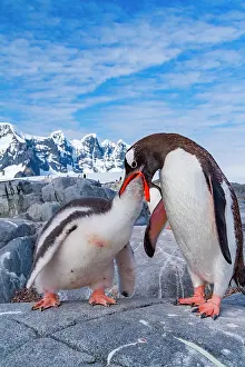 Season Prints: Gentoo penguin feeds chick in Antarctica while mountains and blue sky provide a backdrop