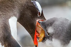Feathers Prints: Gentoo penguin feeds chick with krill in Antarctica during the Southern Ocean feeding season