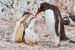 Small Prints: Gentoo penguin feeds chicks in Antarctica during the breeding season