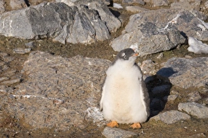 Chicks Prints: Gentoo penguin, Gourdin Island, Antarctic Peninsula, Antarctica, Polar Regions