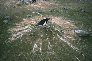 Nests Prints: Gentoo penguin during incubation, Antarctica, Polar Regions