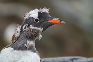 Ecosystems Prints: Gentoo penguin molting downy feathers in Antarctica on a clear day in the Southern Ocean
