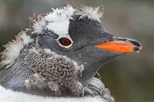 Feathers Prints: Gentoo penguin molting its downy feathers in Antarctica during the Southern Ocean summer
