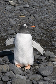 Gentoo penguin moulting at Brown Bluff, Antarctic Peninsula, Antarctica, Polar Regions Gentoo penguin moulting at Brown Bluff, Antarctic Peninsula, Antarctica, Polar Regions