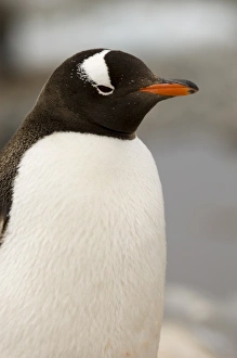 Gentoo Prints: Gentoo penguin, Petermann Island, Lemaire Channel, Antarctic Peninsula