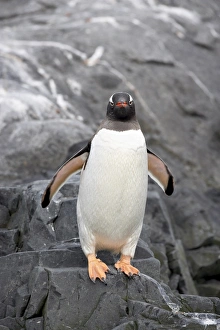 Penguin Prints: Gentoo penguin (Pygoscelis papua), Port Lockroy, Wiencke Island, Antarctic Peninsula