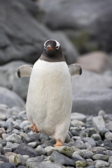 Ronge Island Prints: Gentoo penguin (Pygoscelis papua), Ronge Island, Antarctic Peninsula, Antarctica