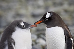 Gentoo penguin (Pygoscelis papua) adult and chick, Ronge Island, Antarctic Peninsula