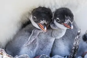 Gentoo penguin (Pygoscelis papua) adult on nest with young chicks on Cuverville Island