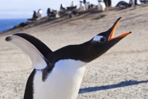 The Neck Prints: Gentoo penguin (Pygoscelis papua) brays