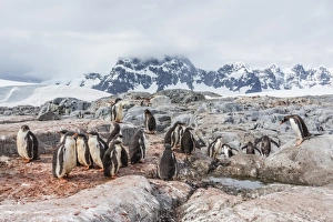 Chicks Prints: Gentoo penguin (Pygoscelis papua) chicks creche