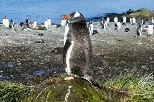 Flightless Bird Gallery: Gentoo penguin (Pygoscelis papua) close up, Prion Island, South Georgia, Antarctica