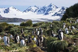 Flightless Bird Gallery: Gentoo penguin (Pygoscelis papua) colony, Prion Island, South Georgia, Antarctica