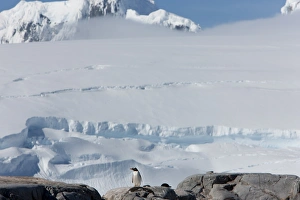 Images Dated 16th February 2009: Gentoo penguin (Pygoscelis papua papua), Port Lockroy, Antarctic Peninsula