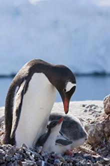 Images Dated 16th February 2009: Gentoo penguin (Pygoscelis papua papua) with chicks, Port Lockroy, Antarctic Peninsula