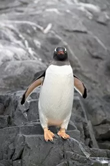 One Bird Collection: Gentoo penguin (Pygoscelis papua), Port Lockroy, Wiencke Island, Antarctic Peninsula