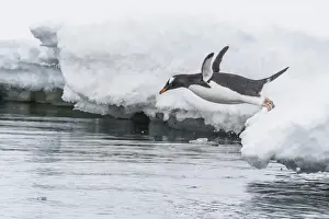 Gentoo penguin (Pygoscelis papua) returning to the sea to feed at Dorian Bay, Antarctica