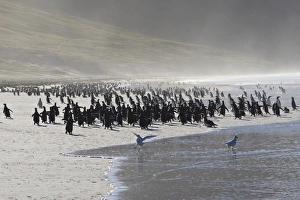 Colonies Prints: Gentoo penguin (Pygoscelis papua) and sea spray