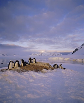 South Pole Prints: Gentoo penguin rookery, Antarctic Peninsula, Antarctica