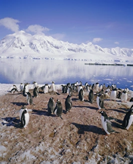 Gentoo penguin rookery, Antarctica, Polar Regions
