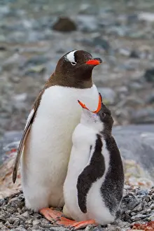 Antarctic Prints: Gentoo penguin sitting on nest with chick and unviable egg in Antarctica during the breeding season