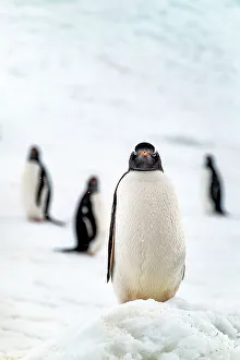 Small Group Of Animals Prints: Gentoo penguin on snow covered glacier, Antarctica, Polar Regions