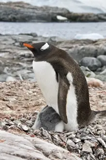 Chicks Prints: Gentoo penguin with young chicks, Jougla Point near Port Lockroy, Antarctic Peninsula