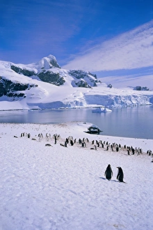 Gentoo Prints: Gentoo penguins, Antarctic Peninsula, Antarctica
