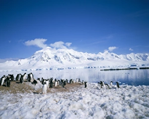 Gentoo penguins and Anvers Island in background, Antarctica, Polar Regions Gentoo penguins and Anvers Island in background, Antarctica, Polar Regions