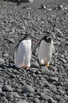 Gentoo penguins at Brown Bluff, Antarctic Peninsula, Antarctica, Polar Regions