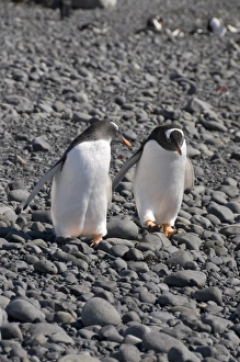 Gentoo penguins at Brown Bluff, Antarctic Peninsula, Antarctica, Polar Regions Gentoo penguins at Brown Bluff, Antarctic Peninsula, Antarctica, Polar Regions