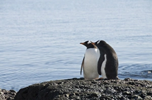 Images Dated 20th February 2009: Gentoo penguins at Brown Bluff, Antarctic Peninsula, Antarctica, Polar Regions