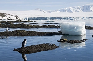 Images Dated 20th February 2009: Gentoo penguins at Brown Bluff, Antarctic Peninsula, Antarctica, Polar Regions