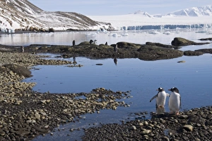Images Dated 20th February 2009: Gentoo penguins at Brown Bluff, Antarctic Peninsula, Antarctica, Polar Regions