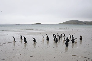 Images Dated 4th March 2009: Gentoo penguins, Carcass Island, Falkland Islands, South America
