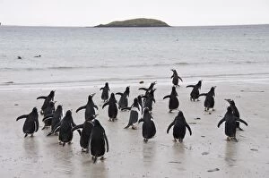 Images Dated 4th March 2009: Gentoo penguins, Carcass Island, Falkland Islands, South America