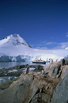 Cruise Ships Prints: Gentoo penguins and Cruiseship World Discoverer, Antarctic Peninsula, Antarctica