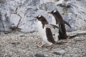 Gentoo penguins, Cuverville Island, Antarctic Peninsula, Antarctica, Polar Regions Gentoo penguins, Cuverville Island, Antarctic Peninsula, Antarctica, Polar Regions