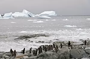 Images Dated 21st February 2009: Gentoo penguins, Cuverville Island, Antarctic Peninsula, Antarctica, Polar Regions