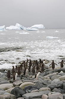 Images Dated 21st February 2009: Gentoo penguins, Cuverville Island, Antarctic Peninsula, Antarctica, Polar Regions