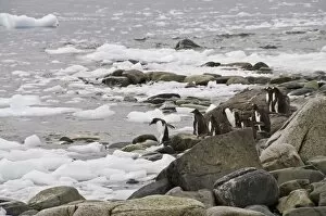 Images Dated 21st February 2009: Gentoo penguins, Cuverville Island, Antarctic Peninsula, Antarctica, Polar Regions