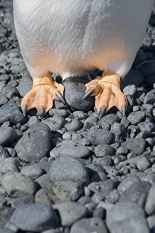 Gentoo penguins feet at Brown Bluff, Antarctic Peninsula, Antarctica, Polar Regions Gentoo penguins feet at Brown Bluff, Antarctic Peninsula, Antarctica, Polar Regions